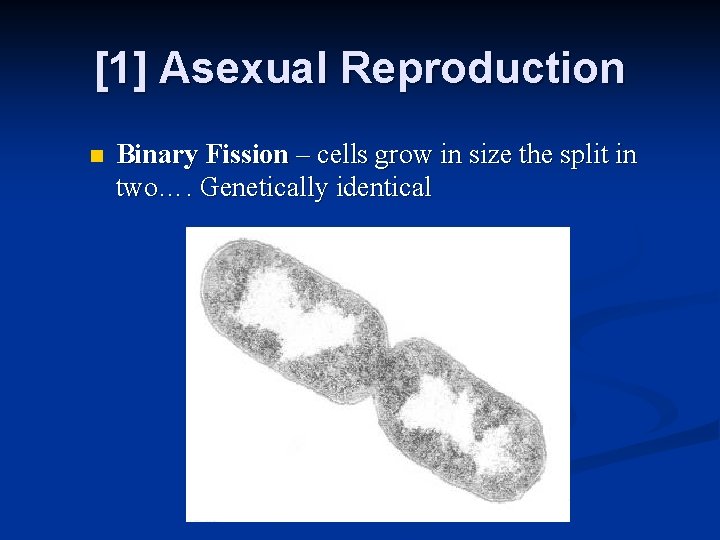 [1] Asexual Reproduction n Binary Fission – cells grow in size the split in