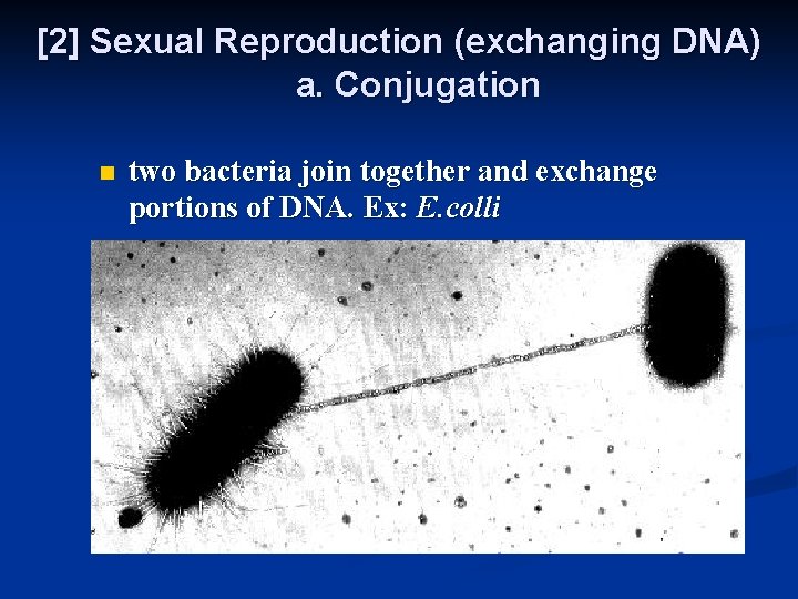 [2] Sexual Reproduction (exchanging DNA) a. Conjugation n two bacteria join together and exchange