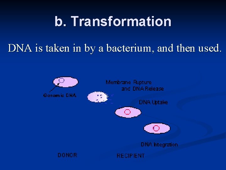 b. Transformation DNA is taken in by a bacterium, and then used. 