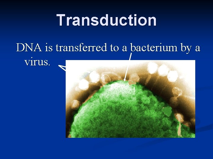 Transduction DNA is transferred to a bacterium by a virus. 