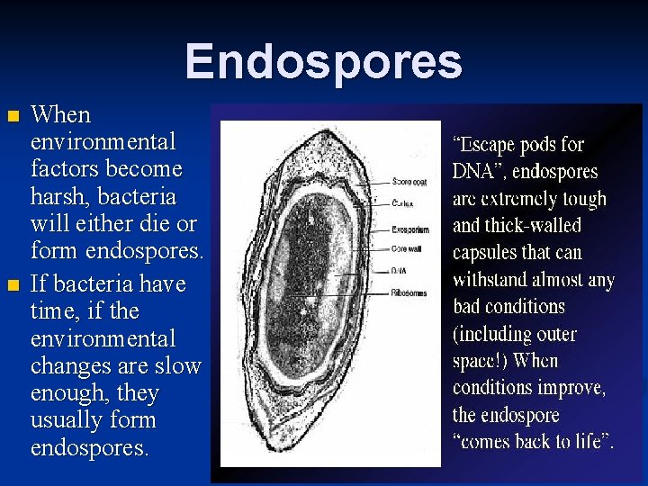 Endospores n n When environmental factors become harsh, bacteria will either die or form