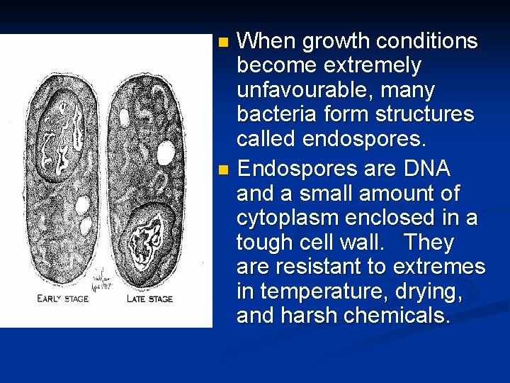 When growth conditions become extremely unfavourable, many bacteria form structures called endospores. n Endospores