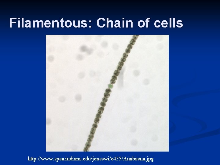 Filamentous: Chain of cells http: //www. spea. indiana. edu/joneswi/e 455/Anabaena. jpg 