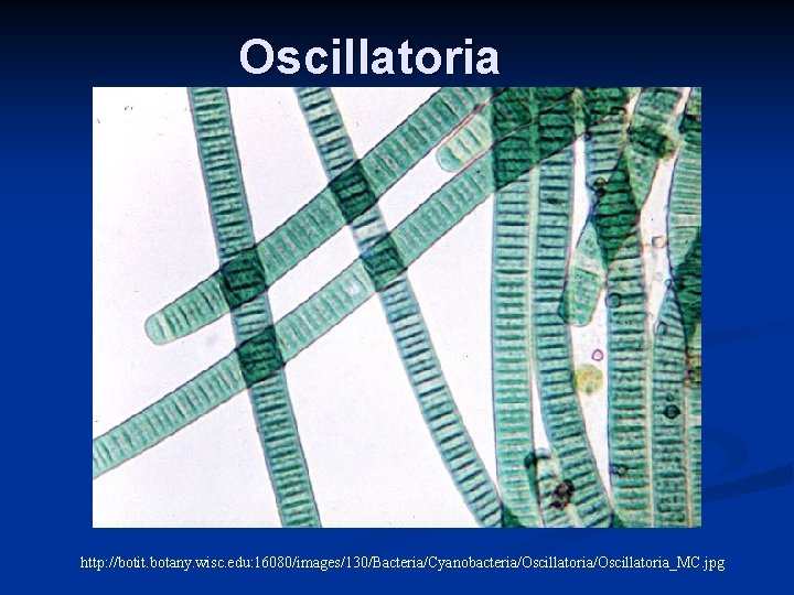 Oscillatoria http: //botit. botany. wisc. edu: 16080/images/130/Bacteria/Cyanobacteria/Oscillatoria_MC. jpg 