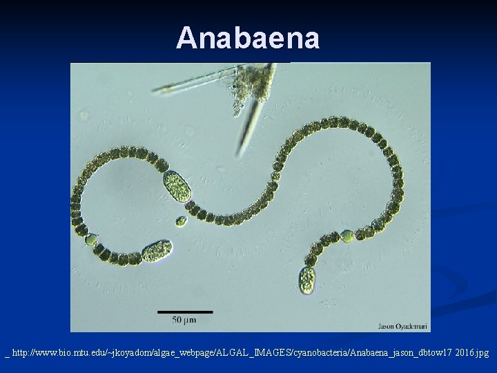 Anabaena _ http: //www. bio. mtu. edu/~jkoyadom/algae_webpage/ALGAL_IMAGES/cyanobacteria/Anabaena_jason_dbtow 17 2016. jpg 