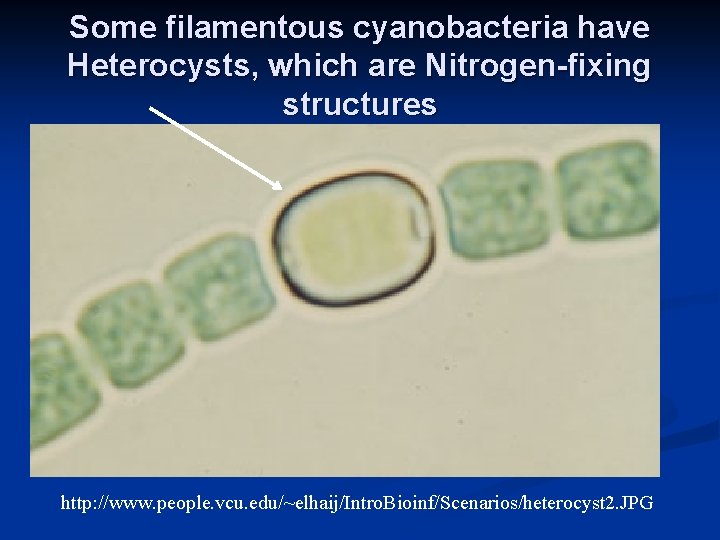 Some filamentous cyanobacteria have Heterocysts, which are Nitrogen-fixing structures http: //www. people. vcu. edu/~elhaij/Intro.