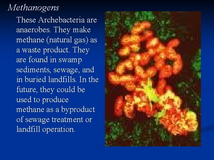 Methanogens These Archebacteria are anaerobes. They make methane (natural gas) as a waste product.