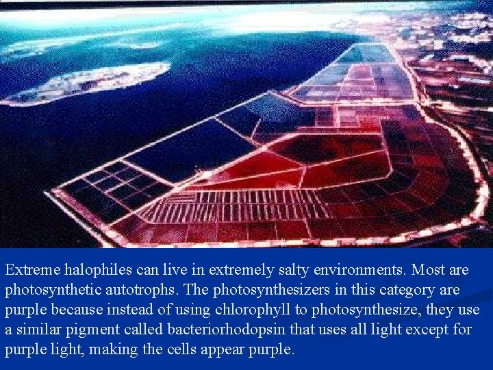 Extreme halophiles can live in extremely salty environments. Most are photosynthetic autotrophs. The photosynthesizers