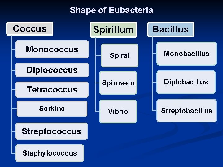 Shape of Eubacteria Coccus Monococcus Spirillum Bacillus Spiral Monobacillus Spiroseta Diplobacillus Vibrio Streptobacillus Diplococcus