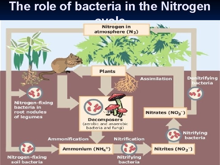 The role of bacteria in the Nitrogen cycle 