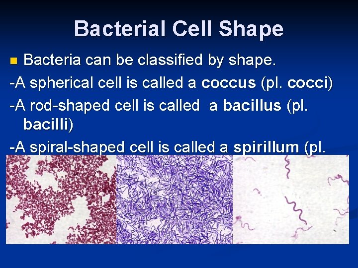 Bacterial Cell Shape Bacteria can be classified by shape. -A spherical cell is called