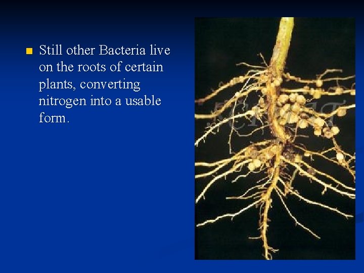 n Still other Bacteria live on the roots of certain plants, converting nitrogen into