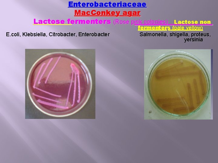 Enterobacteriaceae Mac. Conkey agar Lactose fermenters (Rose pink colonies) E. coli, Klebsiella, Citrobacter, Enterobacter