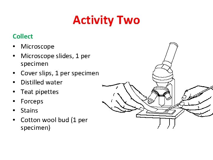 Activity Two Collect • Microscope slides, 1 per specimen • Cover slips, 1 per