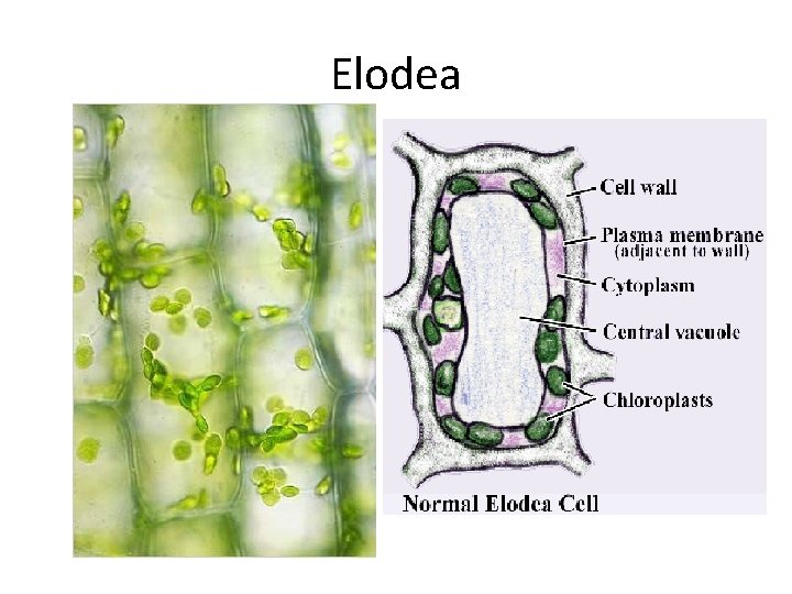 Elodea 