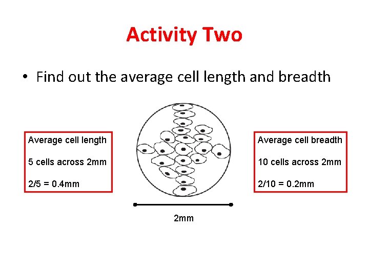 Activity Two • Find out the average cell length and breadth Average cell length