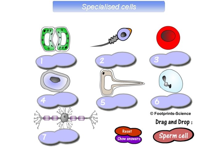 Specialised cells 