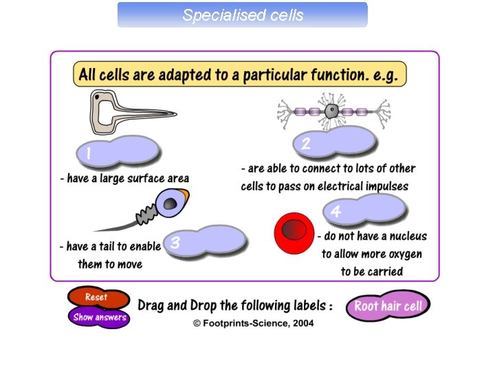 Specialised cells 
