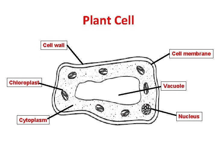 Plant Cell wall Cell membrane Chloroplast Cytoplasm Vacuole Nucleus 