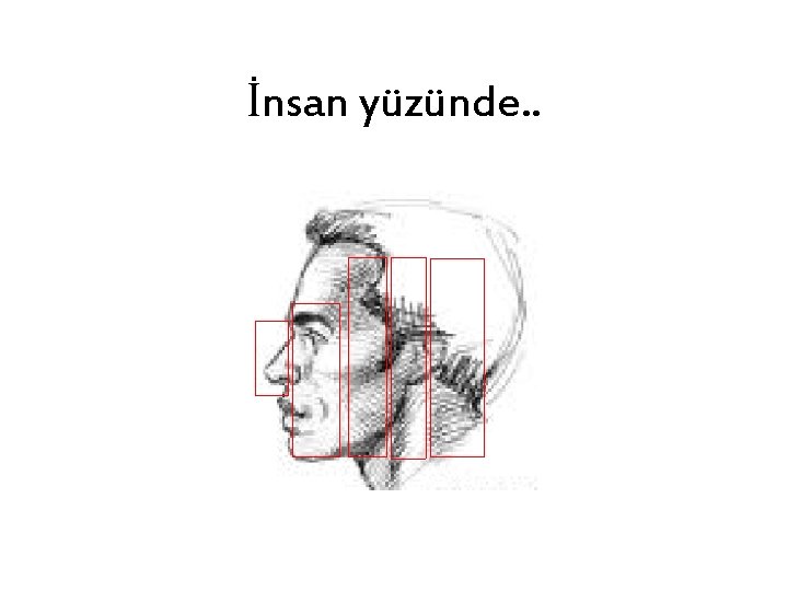 İnsan yüzünde. . 