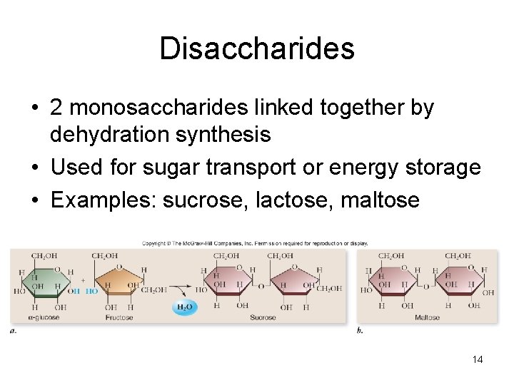 Disaccharides • 2 monosaccharides linked together by dehydration synthesis • Used for sugar transport