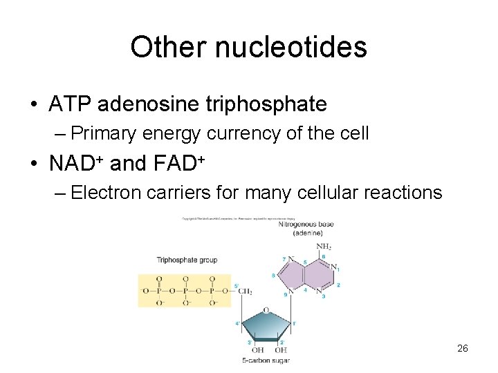 Other nucleotides • ATP adenosine triphosphate – Primary energy currency of the cell •
