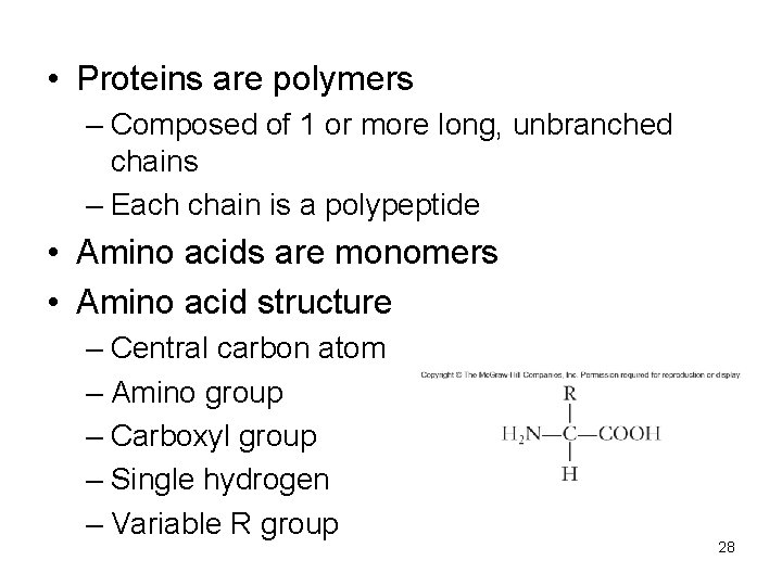  • Proteins are polymers – Composed of 1 or more long, unbranched chains