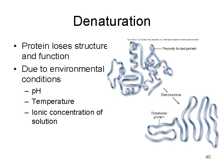 Denaturation • Protein loses structure and function • Due to environmental conditions – p.