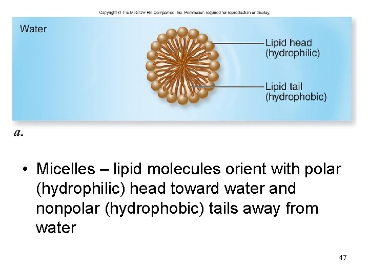  • Micelles – lipid molecules orient with polar (hydrophilic) head toward water and