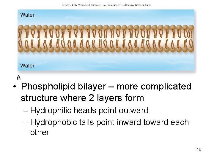  • Phospholipid bilayer – more complicated structure where 2 layers form – Hydrophilic