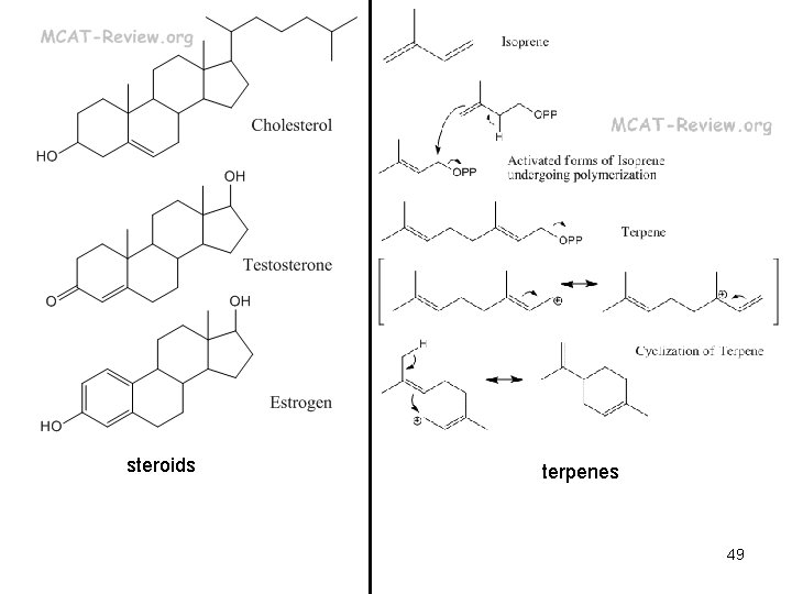 steroids terpenes 49 