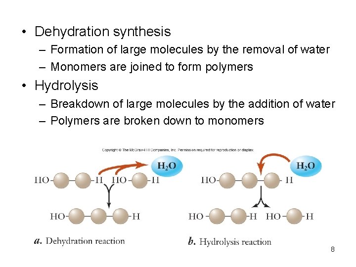  • Dehydration synthesis – Formation of large molecules by the removal of water
