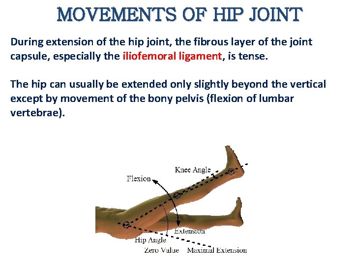 MOVEMENTS OF HIP JOINT During extension of the hip joint, the fibrous layer of