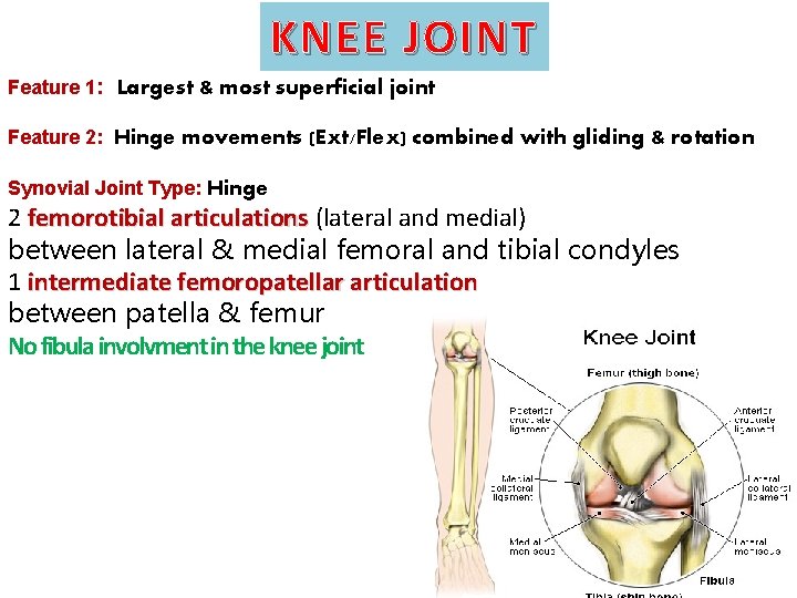 KNEE JOINT Feature 1: Largest & most superficial joint Feature 2: Hinge movements (Ext/Flex)