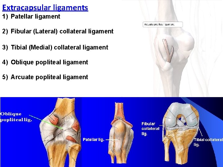 Extracapsular ligaments 1) Patellar ligament 2) Fibular (Lateral) collateral ligament 3) Tibial (Medial) collateral