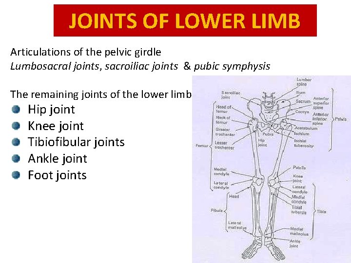 JOINTS OF LOWER LIMB Articulations of the pelvic girdle Lumbosacral joints, sacroiliac joints &