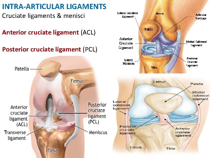 INTRA-ARTICULAR LIGAMENTS Cruciate ligaments & menisci Anterior cruciate ligament (ACL) Posterior cruciate ligament (PCL)