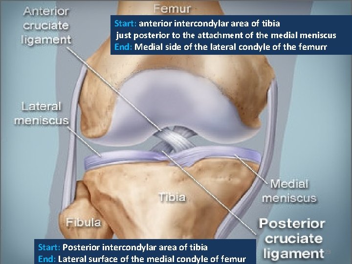 Start: anterior intercondylar area of tibia just posterior to the attachment of the medial