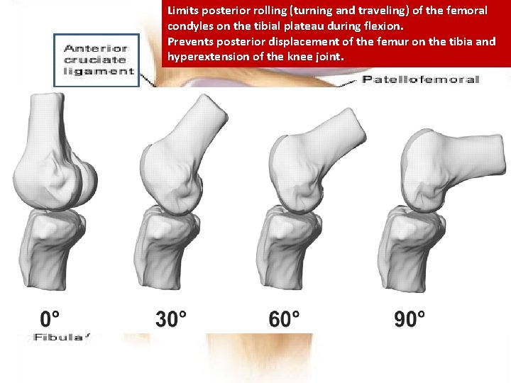 Limits posterior rolling (turning and traveling) of the femoral condyles on the tibial plateau
