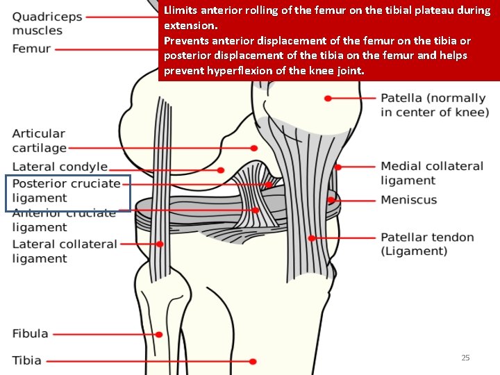 Llimits anterior rolling of the femur on the tibial plateau during extension. Prevents anterior