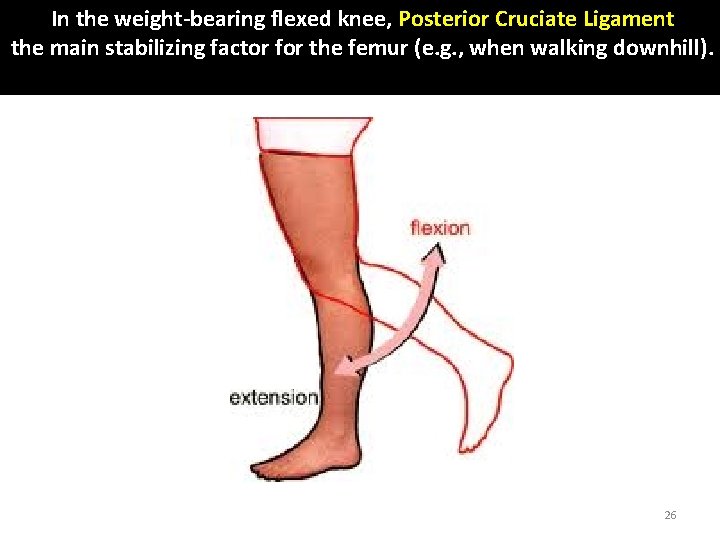 In the weight-bearing flexed knee, Posterior Cruciate Ligament the main stabilizing factor for the