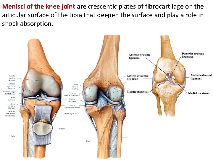 Menisci of the knee joint are crescentic plates of fibrocartilage on the articular surface