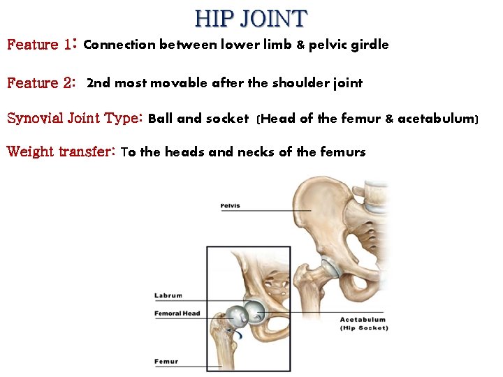 Feature 1: Connection between lower limb & pelvic girdle Feature 2: 2 nd most