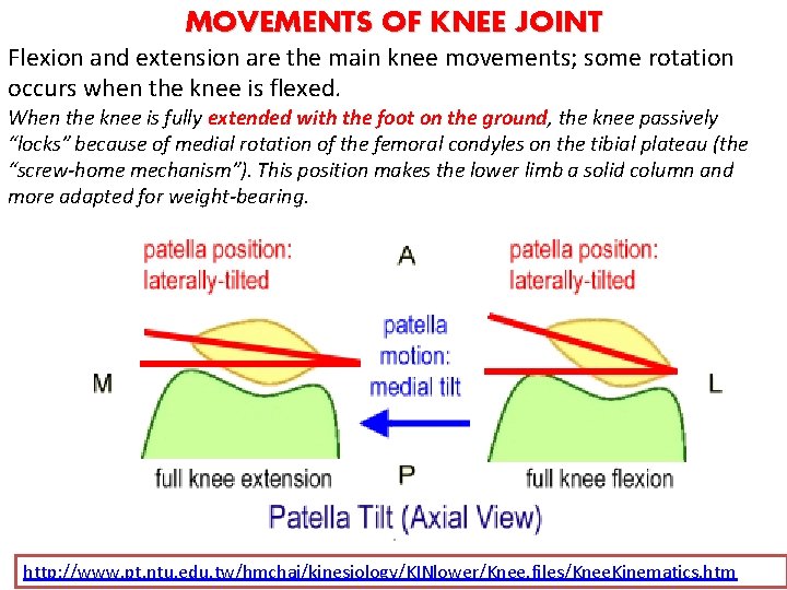 MOVEMENTS OF KNEE JOINT Flexion and extension are the main knee movements; some rotation