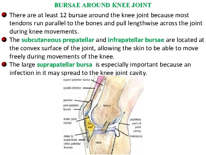BURSAE AROUND KNEE JOINT There at least 12 bursae around the knee joint because