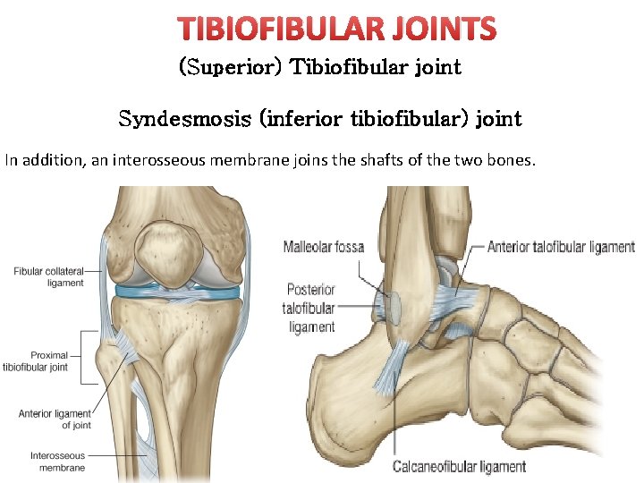 TIBIOFIBULAR JOINTS (Superior) Tibiofibular joint Syndesmosis (inferior tibiofibular) joint In addition, an interosseous membrane