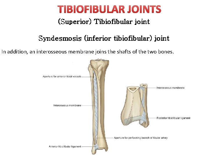 TIBIOFIBULAR JOINTS (Superior) Tibiofibular joint Syndesmosis (inferior tibiofibular) joint In addition, an interosseous membrane