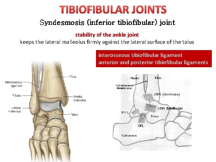 TIBIOFIBULAR JOINTS Syndesmosis (inferior tibiofibular) joint stability of the ankle joint keeps the lateral