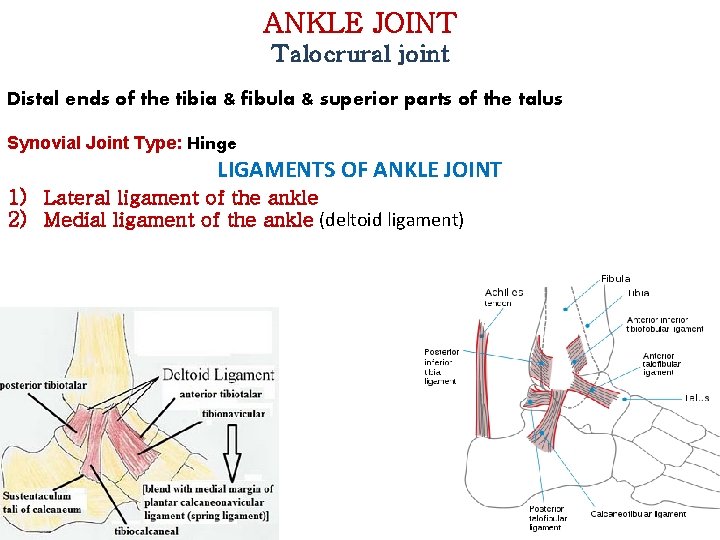 ANKLE JOINT Talocrural joint Distal ends of the tibia & fibula & superior parts