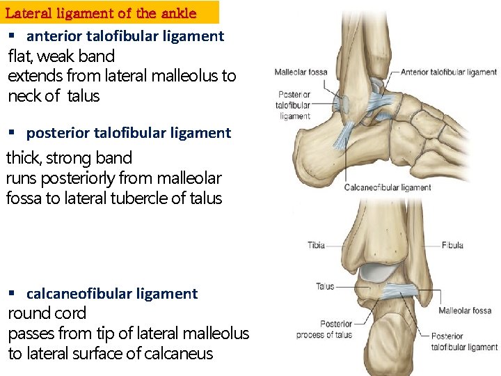 Lateral ligament of the ankle § anterior talofibular ligament flat, weak band extends from